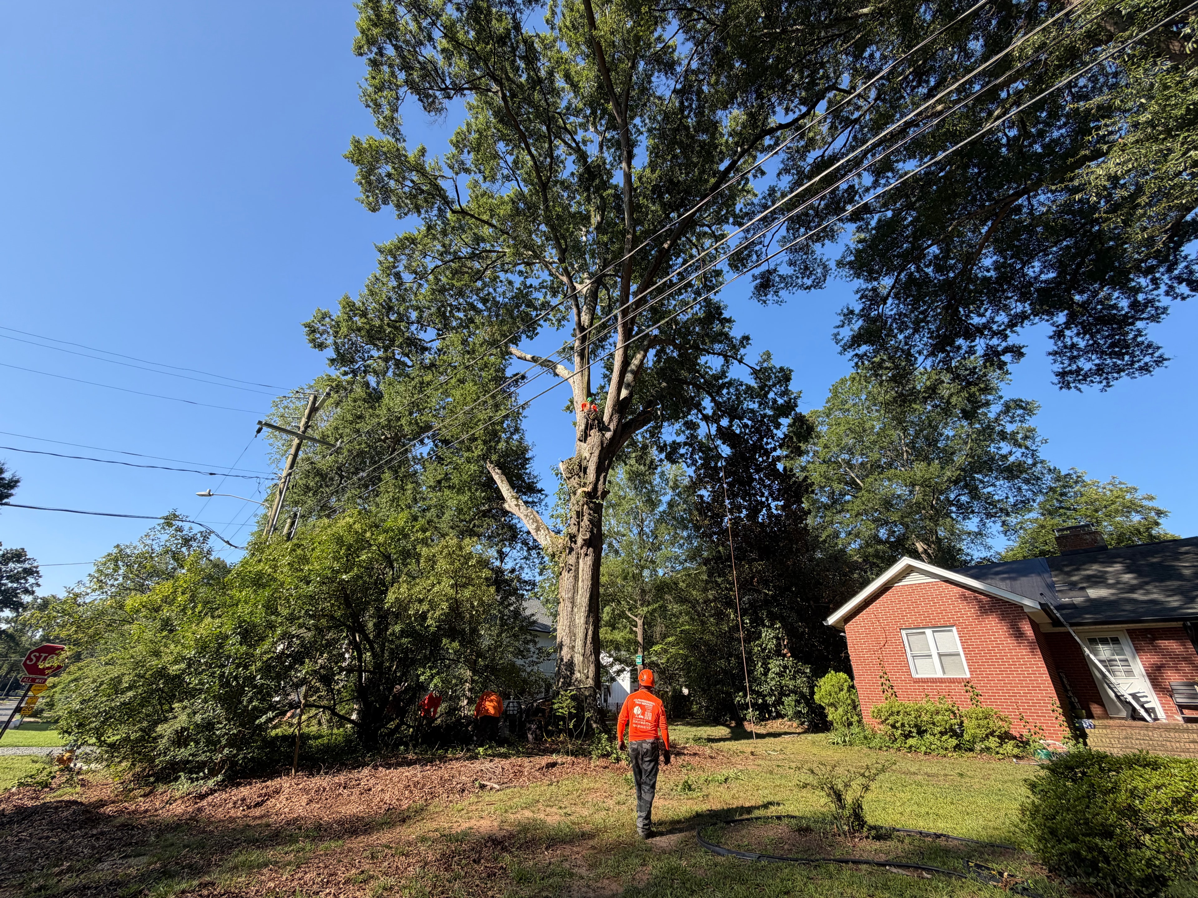 Tree Trimming