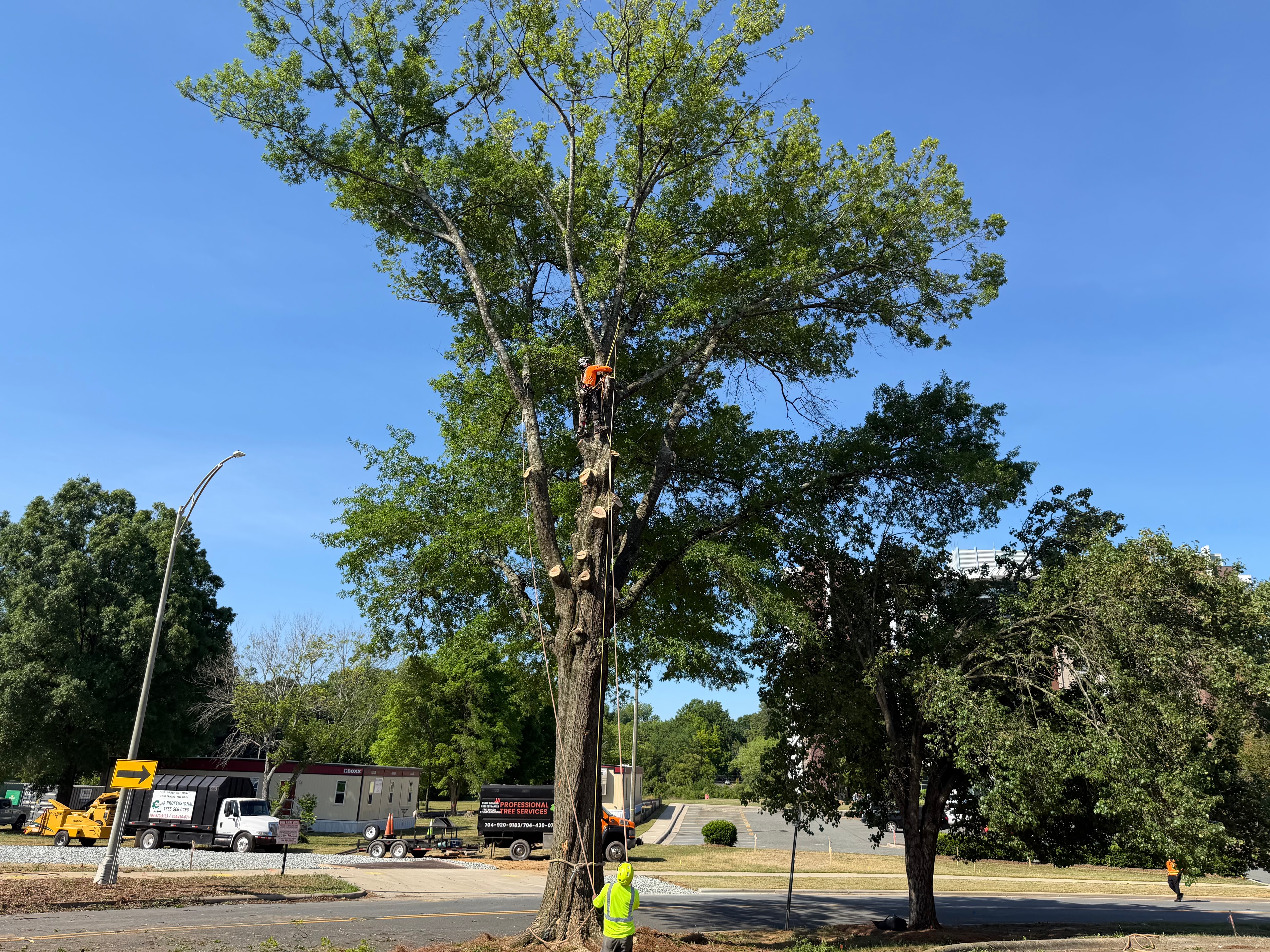 Tree Trimming