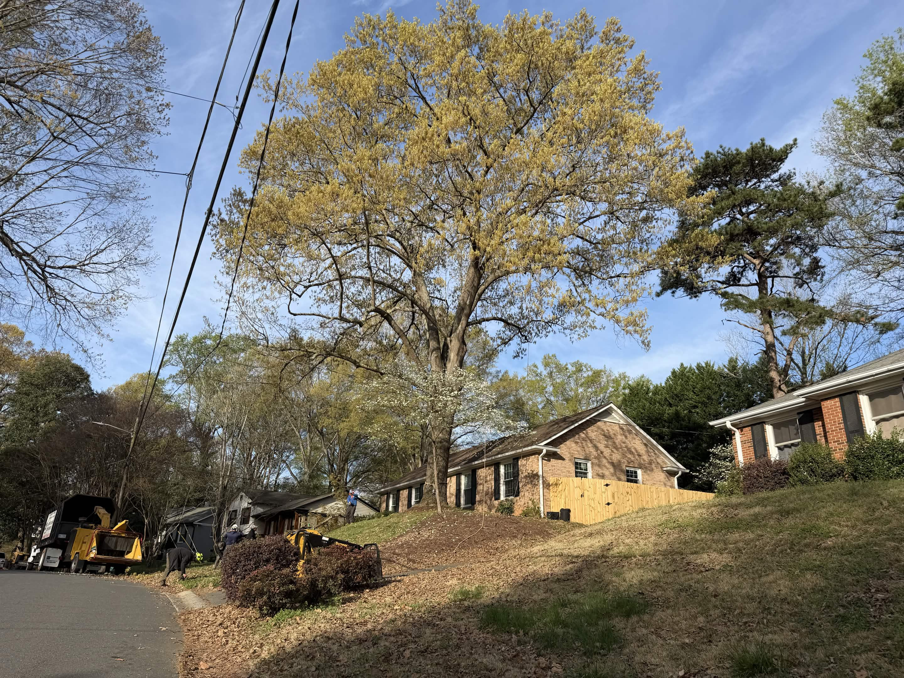 Tree Removal